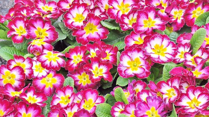 La prímula, una planta con mucho color