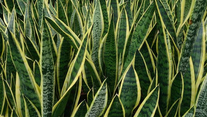 Sansevieria, regulando la humedad