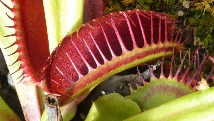 Las plantas pueden contar