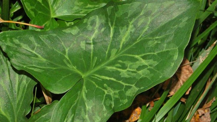 Plantas que generan calor