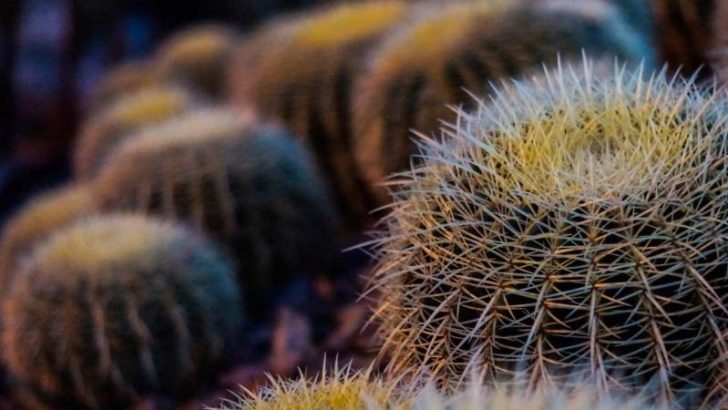 ¿Cómo se cuida un cactus?