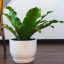 Cómo elegir plantas de interior