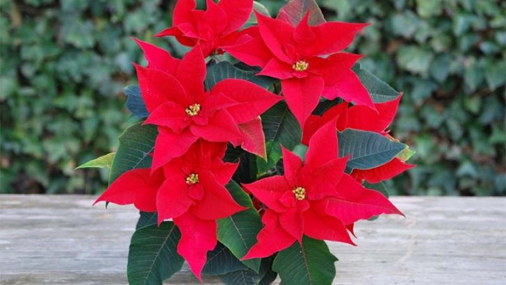 Cuidados de la poinsettia o planta de navidad