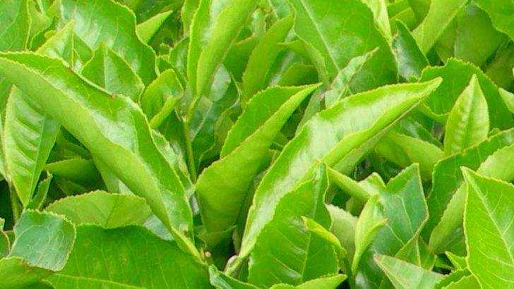 Nanopartículas contra el estrés de las plantas
