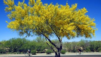 Parkinsonia Aculeata o Espino de Jerusalén
