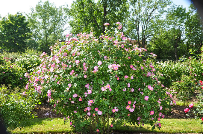 Rosa mosqueta