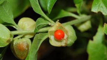 Diez plantas para conciliar el sueño