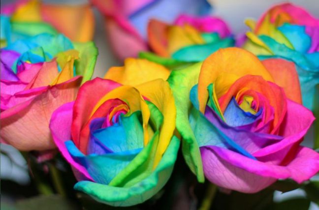 rosas color