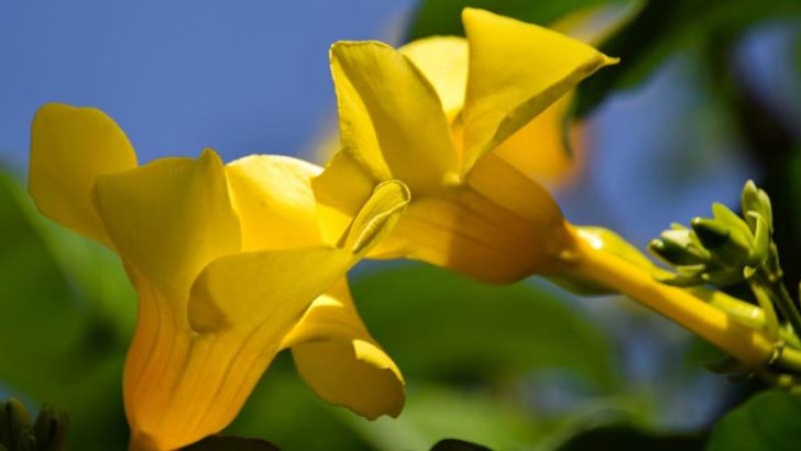 Ideas de plantas para tu jardín