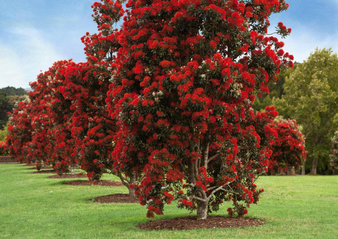 Metrosideros Robusta