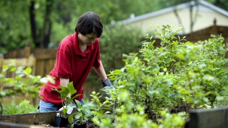 Consejos para el jardín en junio