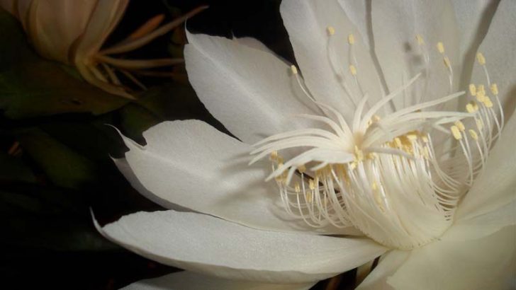 Características de la dama de noche