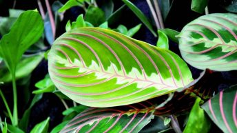 Plantas de interior: la maranta