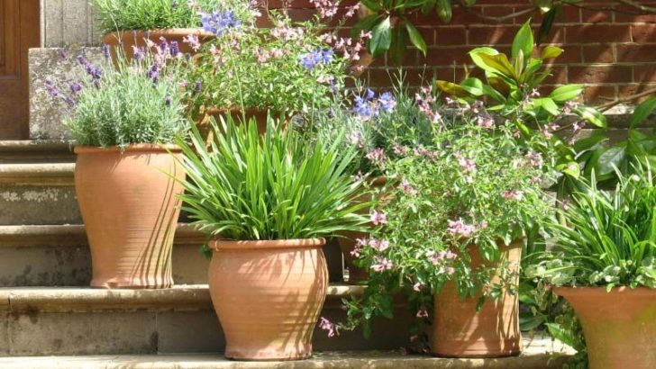 Las plantas y la luz natural