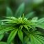 Usos medicinales de la Marihuana con CBD Alto